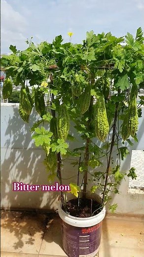 How to grow bitter melon in pots #garden #gardening #fruit #shortvideo #plants