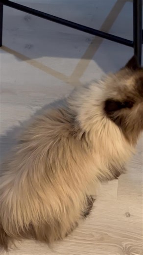 15K views · 2.1K reactions | ‘Mumz says my voice is too loud for a tiny bear!’ | Tom from The Magnificats | Facebook