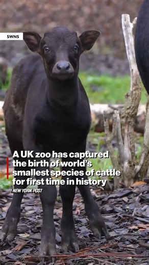 So magical! 🥹 | New York Post