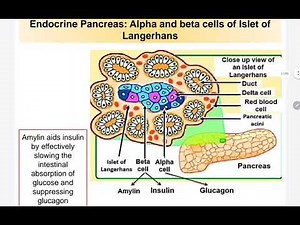 9.2 Negative feedback mechanism in controlling blood glucose level