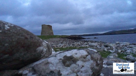 The amazing sound of Storm Petrels (known here in Shetland as Alamooties) 'singing' at Mousa Broch last night as experienced by our 'Ultimate Shetland' group. With huge thanks as always to our friends at The Mousa Boat. Video by Hugh. See more of our wildlife pics and videos over on our Instagram page at https://www.instagram.com/shetlandwildlife/ | Shetland Wildlife