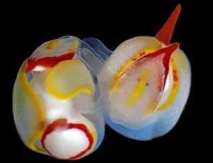 Zoologger: Sea slugs stab partners in head during sex