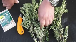 Самшит: посадка и уход в открытом грунте, виды и сорта самшита с названиями