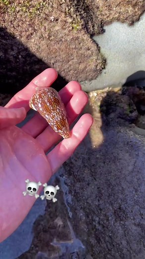 The Textile Cone King's Seashell Attack in the Ocean