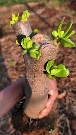 How to Prune and Shape Jade Plant Bonsai | Step-by-Step