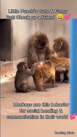 Little Punch’s Cute & Funny Butt Check on a Friend 😄💕 This is how monkeys bond and communicate ! 💞🌿🐒