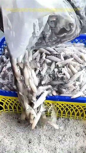 Emptying the Future: How Fish Fry Fuel Aquaculture Success