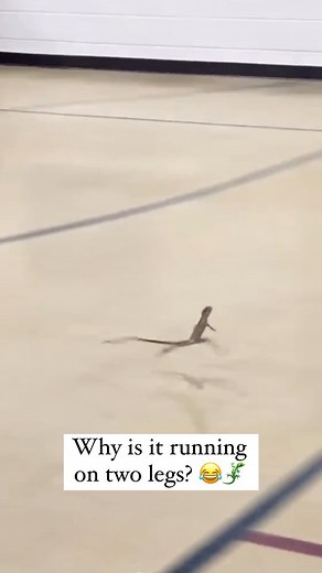UNILAD on Instagram: "Why is the lizard running on two legs? According to the National Geographic, some species of lizards will rear up on their hind legs, particularly when running. For example, South American basilisks can move so quickly on their hind legs that they can even run on water 🌊 A University of Cambridge a team have the answer to why: it’s a fluke of physics: They filmed 16 species of Australian dragon lizards running on a treadmill. The videos revealed that as some species accele