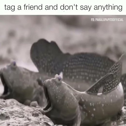Mudskippers screaming like a human