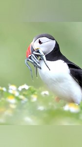 225K views · 2.1K reactions | Guiding the Lost Puffins Home  | #shorts #viralvideo #fact | Fact Hub | Facebook