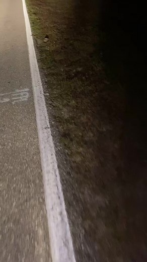 188K views · 4.6K reactions | The bunny crying doesn’t mean he’s hurt he’s just telling all the other bunnies A predator got me ￼￼￼￼ #fblifestyle #foryou#bunny#cute#florida#night#baby | Yoink guy | Facebook