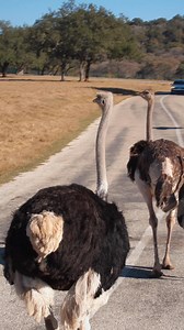 Natural Bridge Wildlife Ranch- the only place where a traffic delay is a good thing! Reserve your annual pass now! https://pulse.ly/6icnvkdohw | Natural Bridge Wildlife Ranch