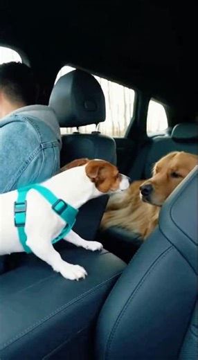 The puppy made the dog very angry 😂🙀#dog #ai #funnyanimals #animals #funny #shorts