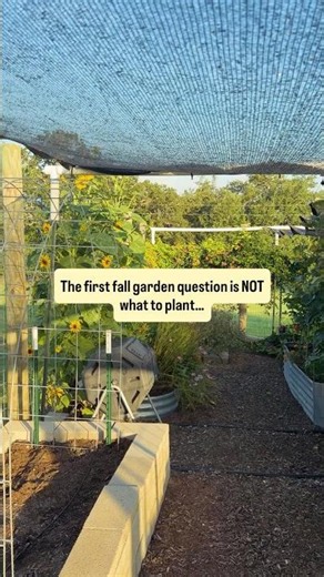 The biggest fall gardening mistake in Texas.