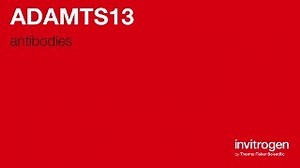 ADAMTS13 antibodies from Thermo Fisher Scientific