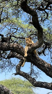 4.7K views · 40 reactions | ~~_In some stories, the acacia tree is seen as a guardian spirit that provides protection and guidance_~~ | Ñãtürë Øf Wïldlïfé | Facebook