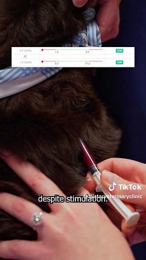 How to perform an ACTH stim test! #veterinarymedicine #vetmed #veterinariansoftiktok #vetsoftiktok #vettechsoftiktok #vettechtok #howto