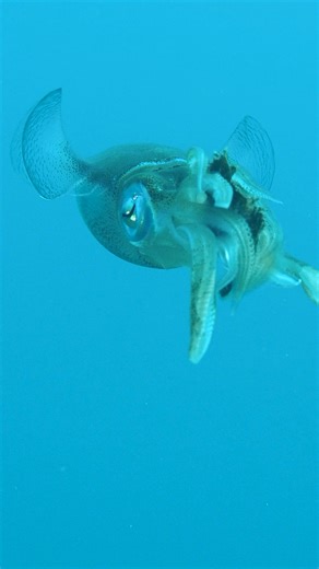 What's inside the mouth of this squid? #marinelife #squid #ocean #fish #dauin #sea #bbc #nature #wildlife #natgeo #natgeoyourshot #blueplanet #cephalopod #scubadiving | Critter Hunter