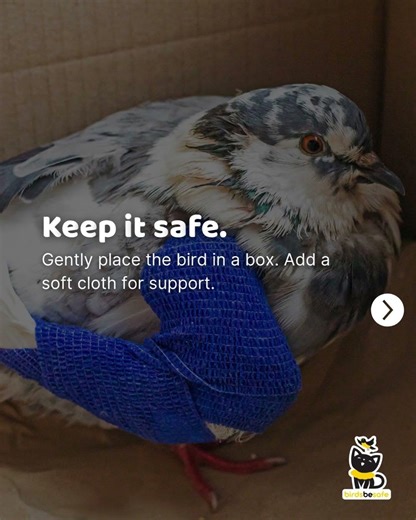 Found an injured bird? 🐣 Here’s what to do to help safely.