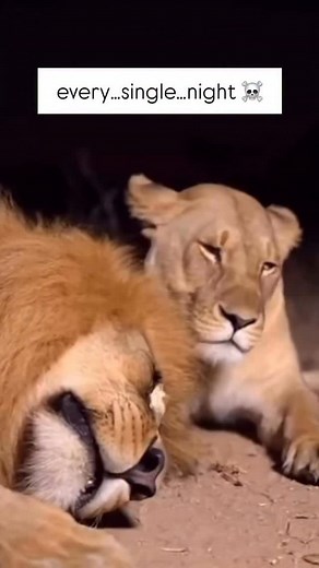 22K views · 56 reactions | Snoring is just how your partner says ‘I love you’… every 3 seconds… at 90 decibels #sleephq #sleep #relationships #marriage #husband | Uncle Nicko | Facebook