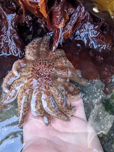 ‘It’s incredible’: Critically endangered sea stars found along Oregon coast