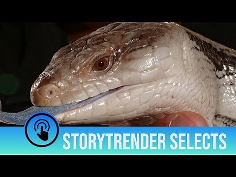 Scientists invent robot dinosaur to work out how they walked | And other amazing Robots