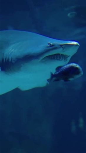 PBS Nature on TikTok