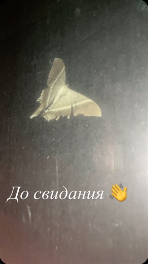 Махаон не захотел учить JavaScript, улетел к бэкендеру 🦋🦋 #nerd #ner9 #nature #butterfly #frontend | Savva Cashin