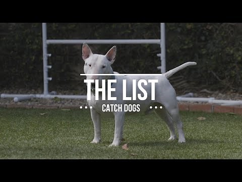 THE LIST: TOP CATCH DOGS