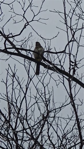 Cooper's Hawk gets dive-bombed by crow on a wet morning in Tahoe Park