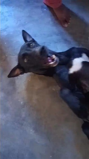 Desi Dog Ka Pyaar & Masti! ✨😇😂 #Shorts#funny #comedy #viral #dog