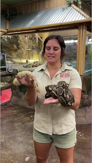 Ball pythons come in so many colors and patterns 😁 #reels #animals #reptiles #python #pet #reptilekeeper #reptilebreeder #cuteanimals #funnyanimals #nature #wildlife #africa #zoo #TheReptileZoo | The Reptile Zoo