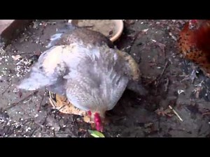 Brown Hen, Two Roosters