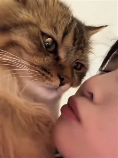 Funny Cat and Dog Moments Compilation