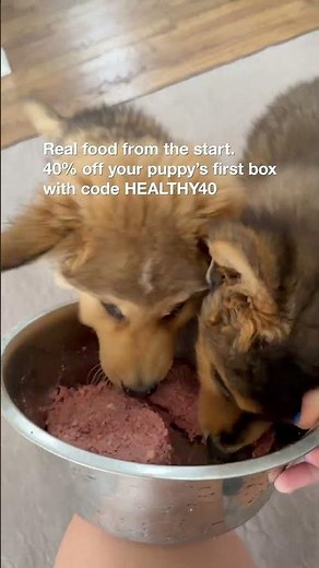 Why Dogs Crave Raw Meat 🐺🥩 | Wolfdog Puppy Taste Test!