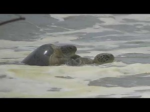 Have you ever seen Green Sea Turtles mating??