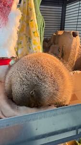 DO NOT DISTURB the Poppytato! 😤 • • • #prairiedog #cute #animal #viralreels #funny | Poppy the Prairie Dog