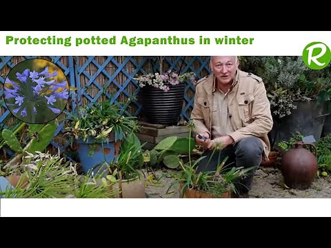 Overwintering Potted Agapanthus
