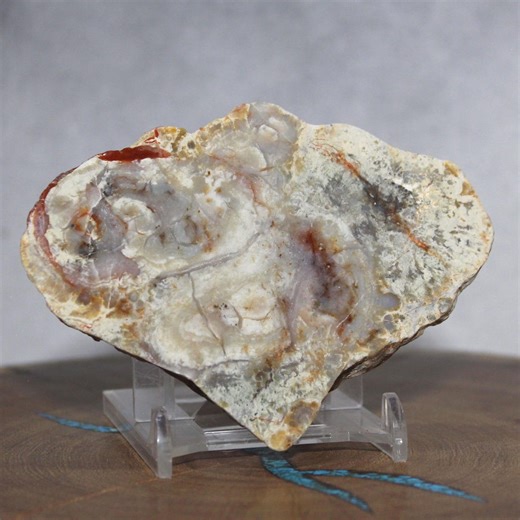 Polished Dinosaur Coprolite Fossil Specimen - Triangular Agate Poop Cross Section - Etsy