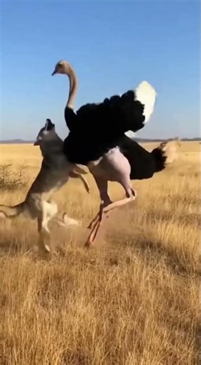 Surprising Wildlife Interaction Ostrich Saves Prey