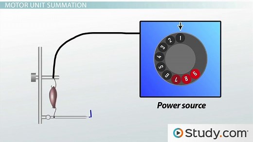 Motor Unit | Recruitment & Summation