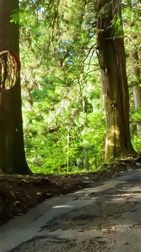 Walking Through Mount Mitake Forest
