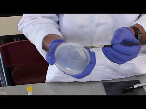 16 streak dilution technique