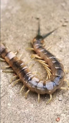 Centipedes vs. Millipedes Centipede: One pair of legs per segment, fast, predatory, venomous