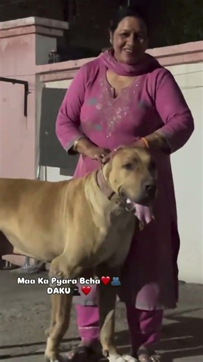 #bullykutta #pakistanibullykutta #doglover #dog