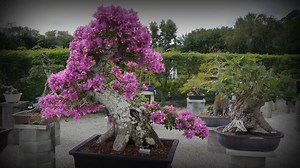 17 reactions · 4 comments | Take a tour through the largest collection of Finished Bonsai in all of Florida! Learn all about Wigert's Bonsai, the classes and products we offer, our extensive bonsai pot collection and more!! | Wigert's Bonsai Nursery | Facebook