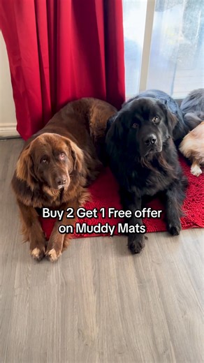 8.6K views | The $19 Entryway Savior That Actually Works  Catches 99% of dirt before it hits your floors. Perfect for pets, kids & messy husbands. Ultra-absorbent (holds 5x its weight in water). Machine washable. Fits any door. 70% OFF For a Limited Time! | Muddy Mat | Facebook