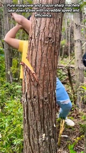 Man Power and a Sharp Machete vs. Tree.