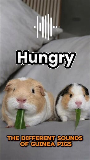 Understand every guinea pig sound with the Guinea Pig Translator app 🔊🐹