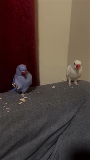 The cople love living together #shortvideo #parrot #shortsfeed